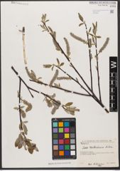 Foto von Salix wallichiana Andersson